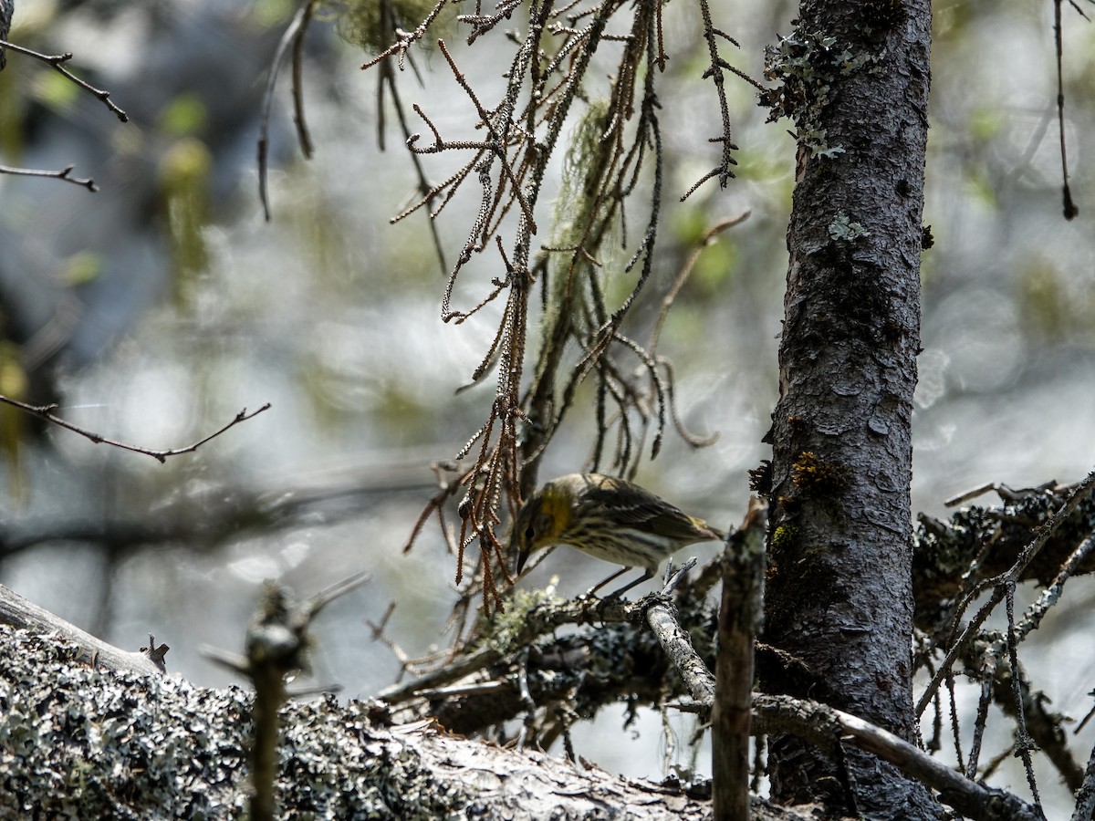 Cape May Warbler - ML619353077