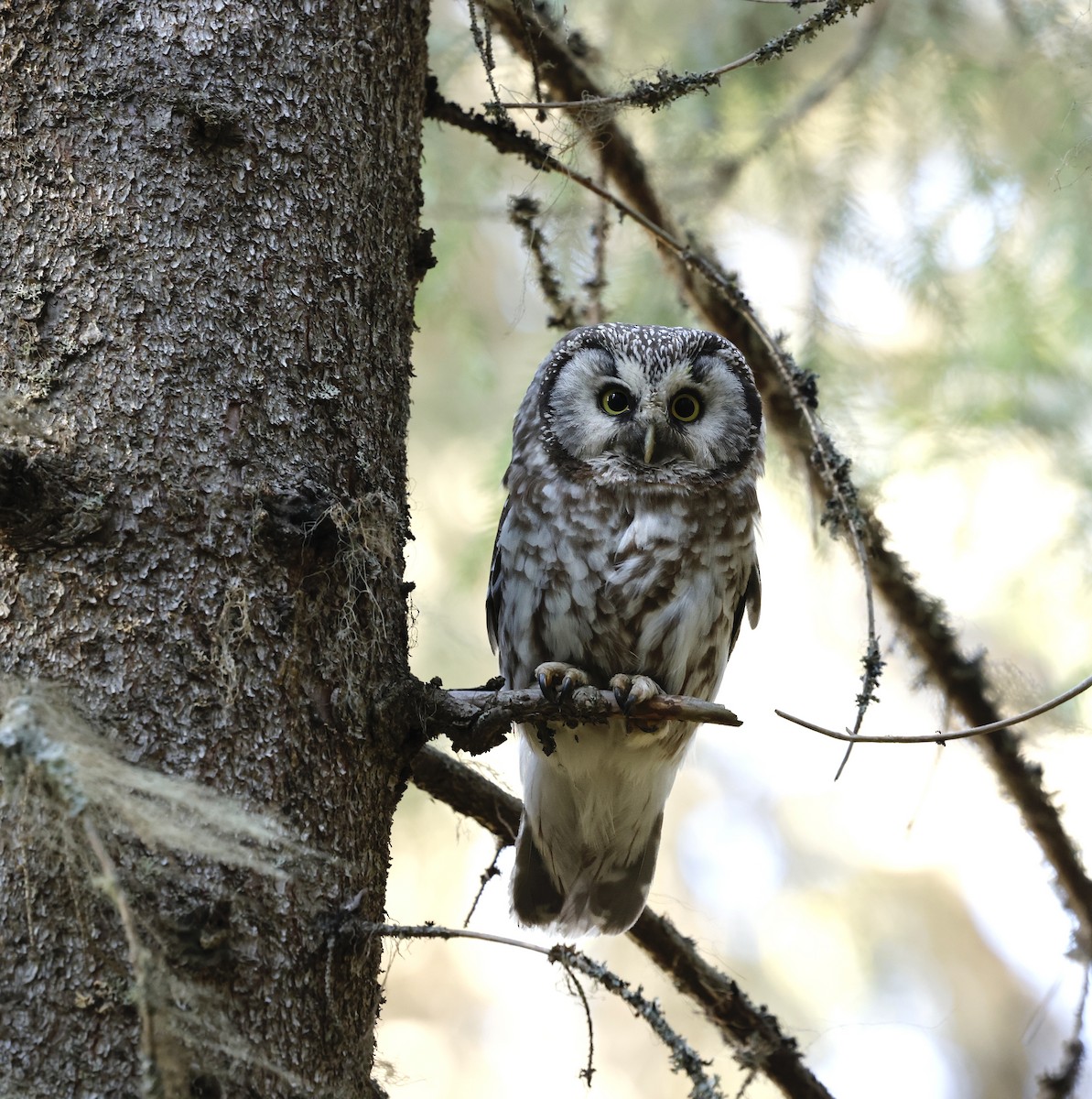 Boreal Owl (Tengmalm's) - ML619353090