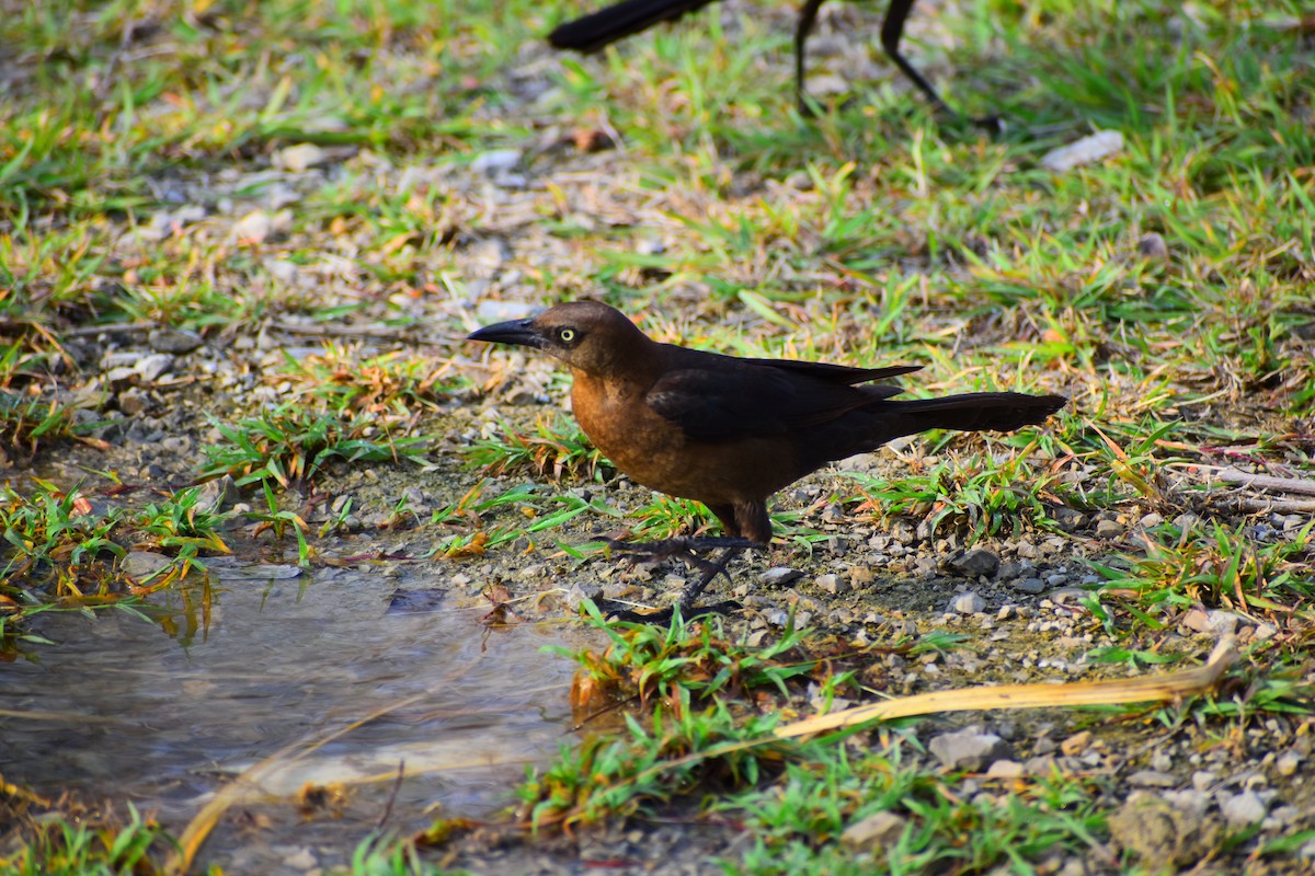 Great-tailed Grackle - ML619353113