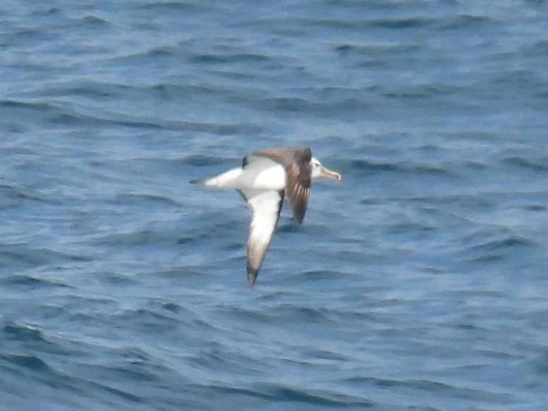 Albatros bekainduna (melanophris) - ML619353115