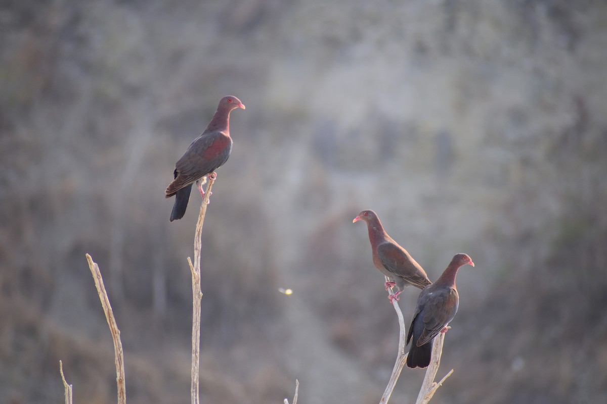 Red-billed Pigeon - ML619353129