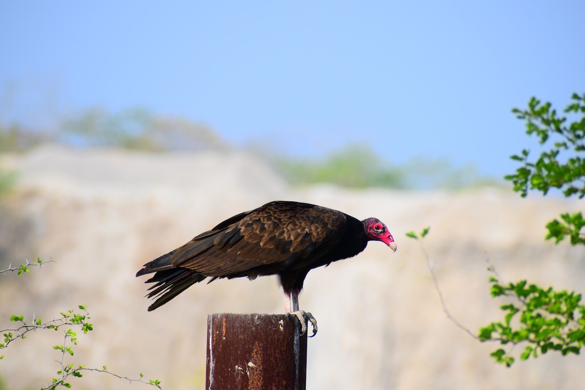 Turkey Vulture - ML619353137