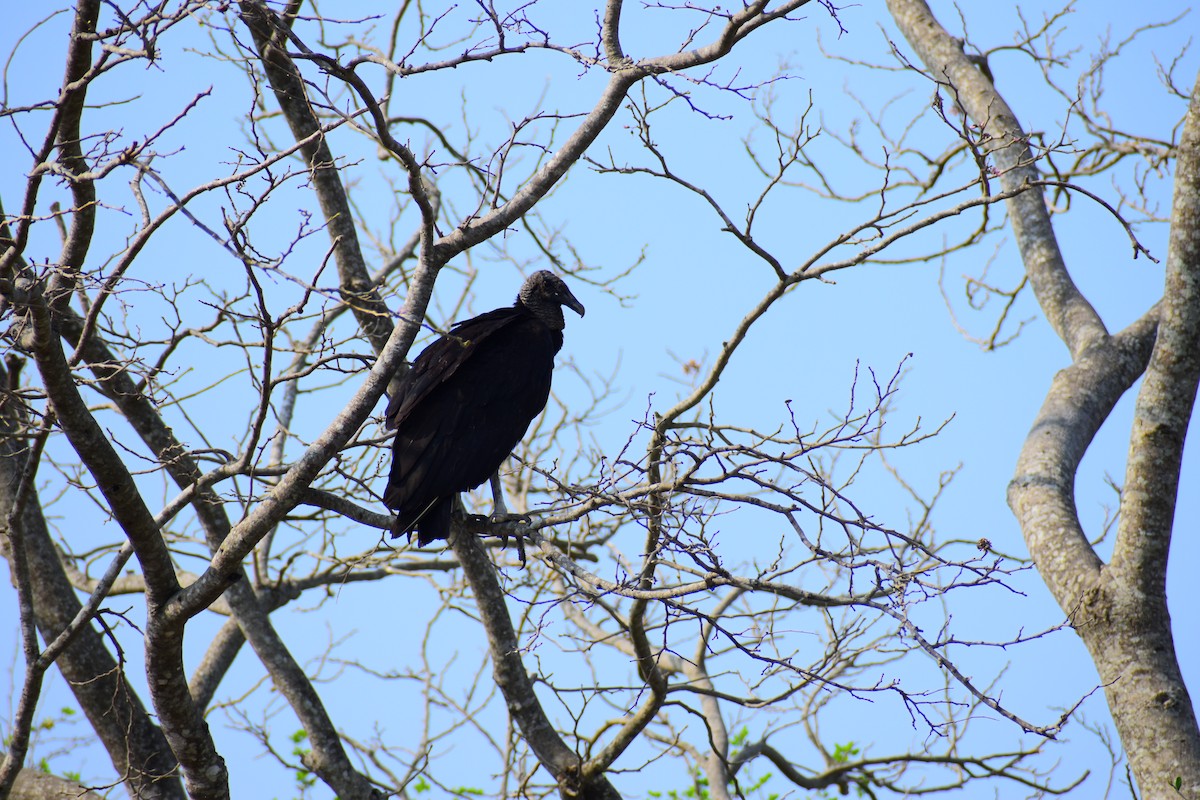Black Vulture - ML619353140
