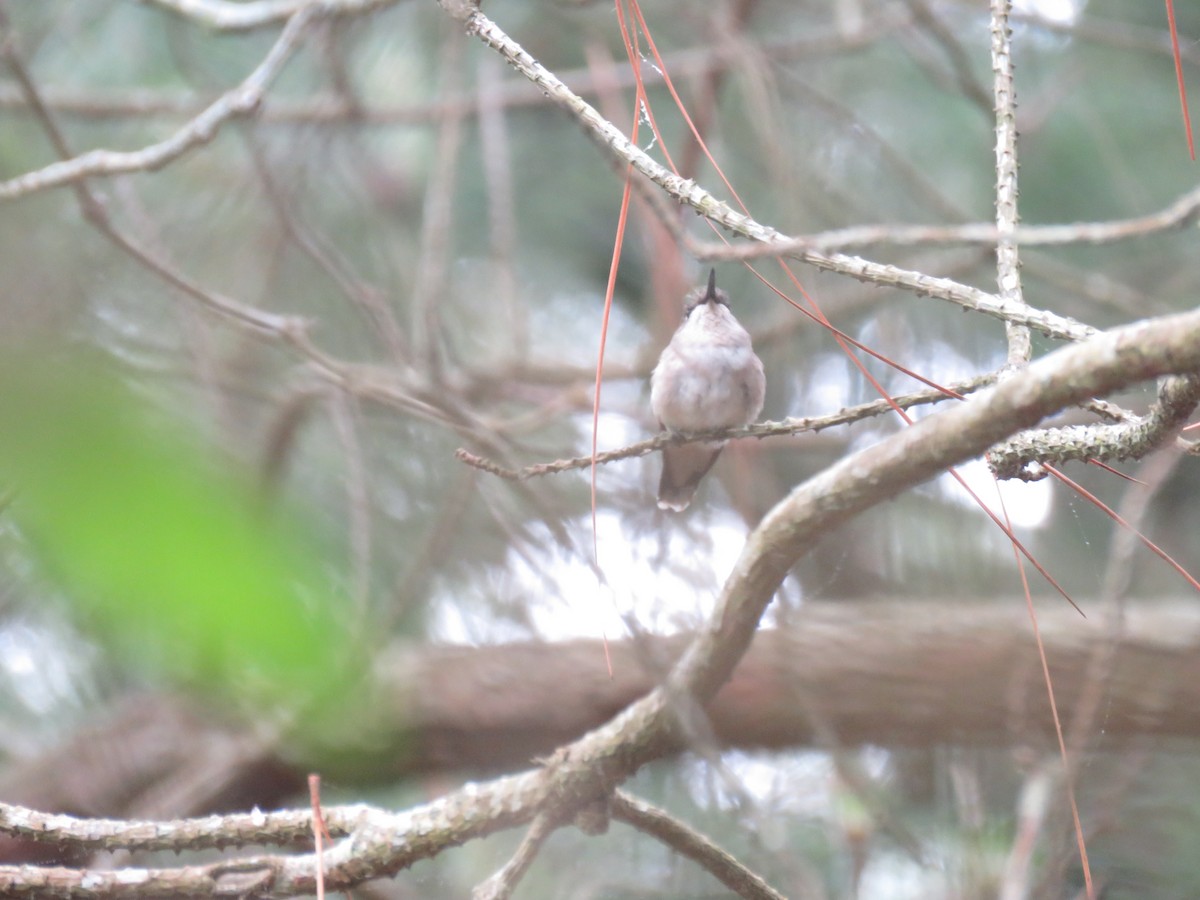 Ruby-throated Hummingbird - ML619353149