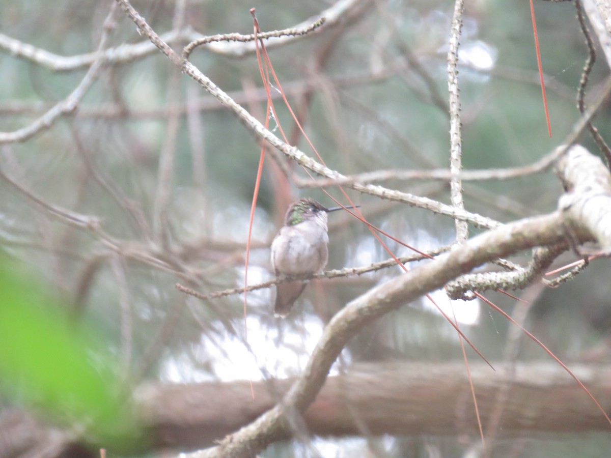Ruby-throated Hummingbird - ML619353150