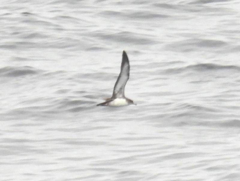 Pink-footed Shearwater - ML619353172
