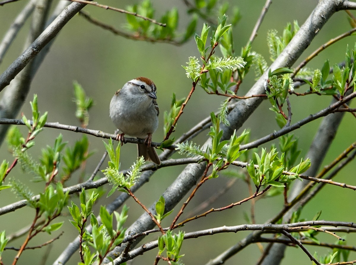 Chipping Sparrow - ML619353186