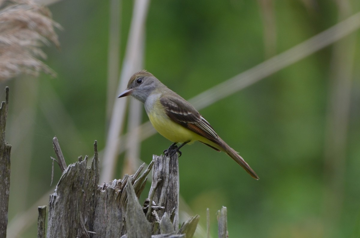 Great Crested Flycatcher - ML619353212