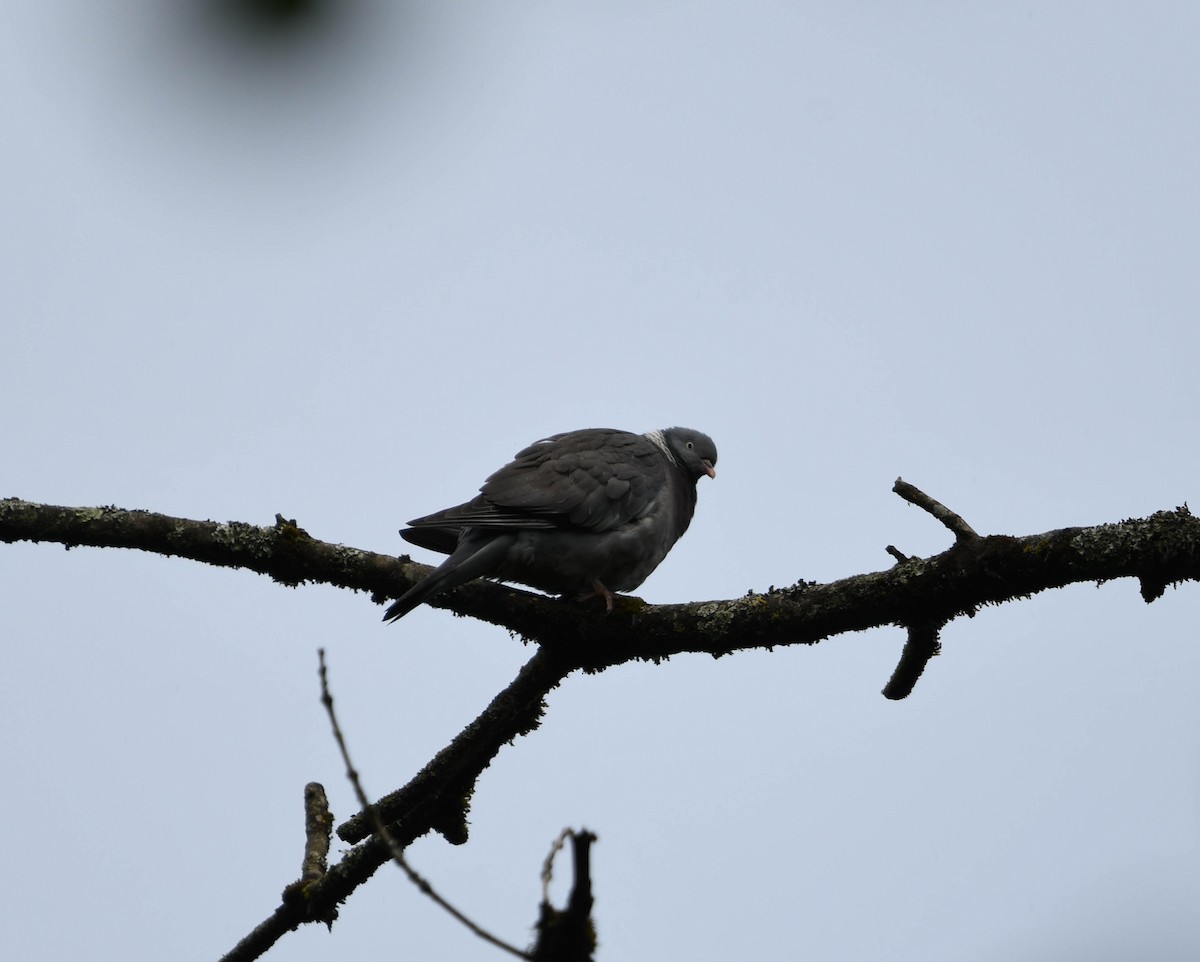 Common Wood-Pigeon - ML619353225