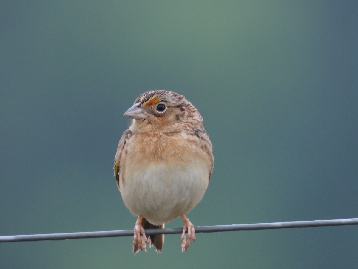 Grasshopper Sparrow - ML619353337
