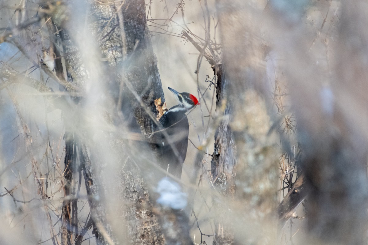 Pileated Woodpecker - ML619353377