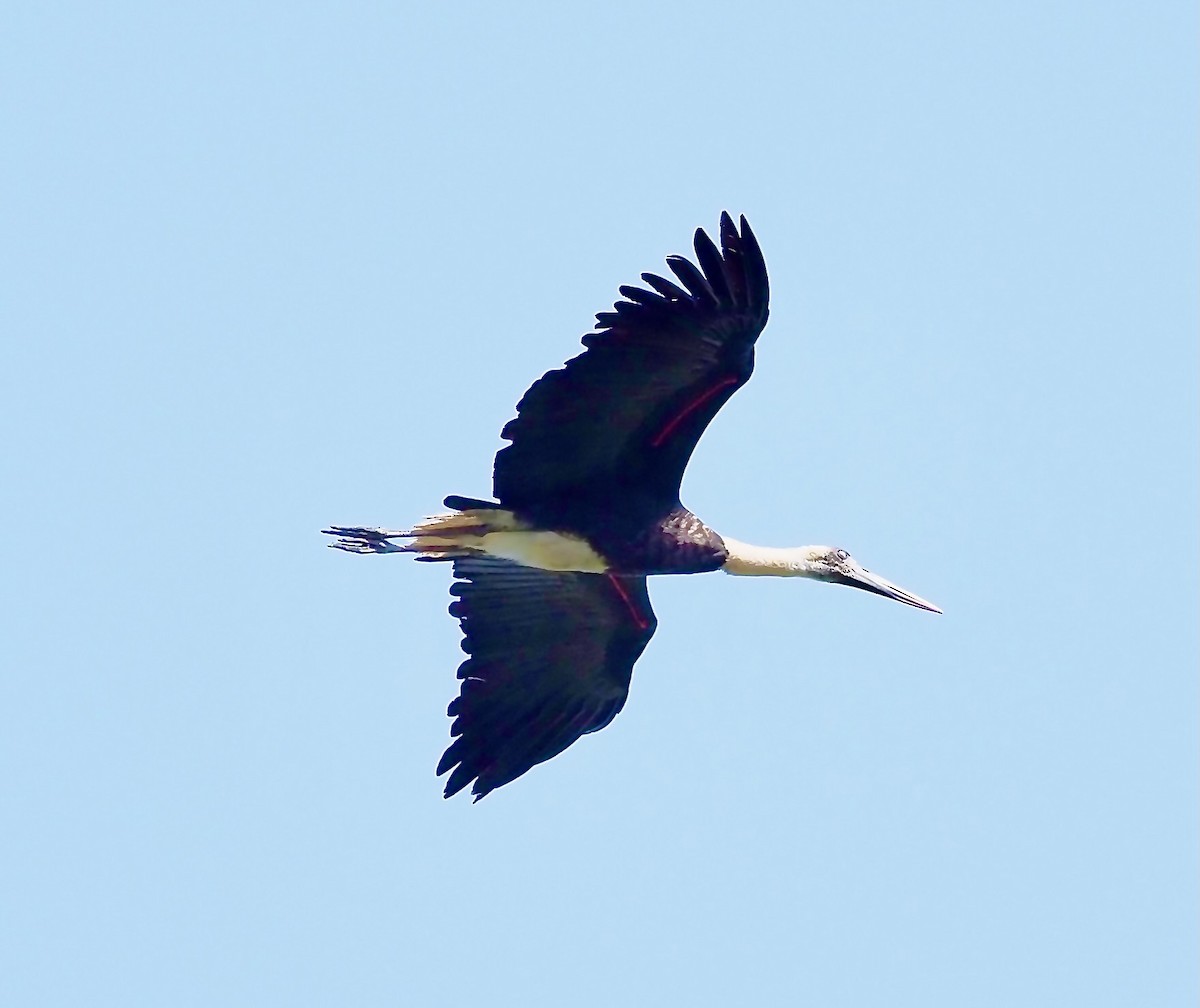 African Woolly-necked Stork - ML619353384