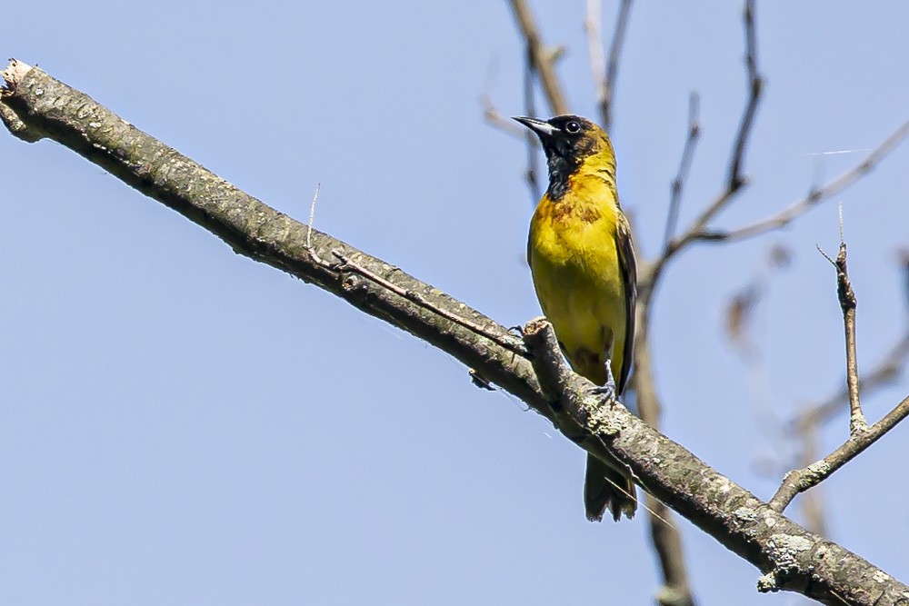 Orchard Oriole - ML619353388