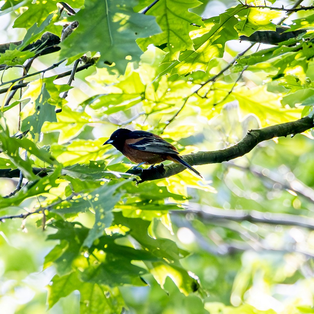 Orchard Oriole - ML619353389