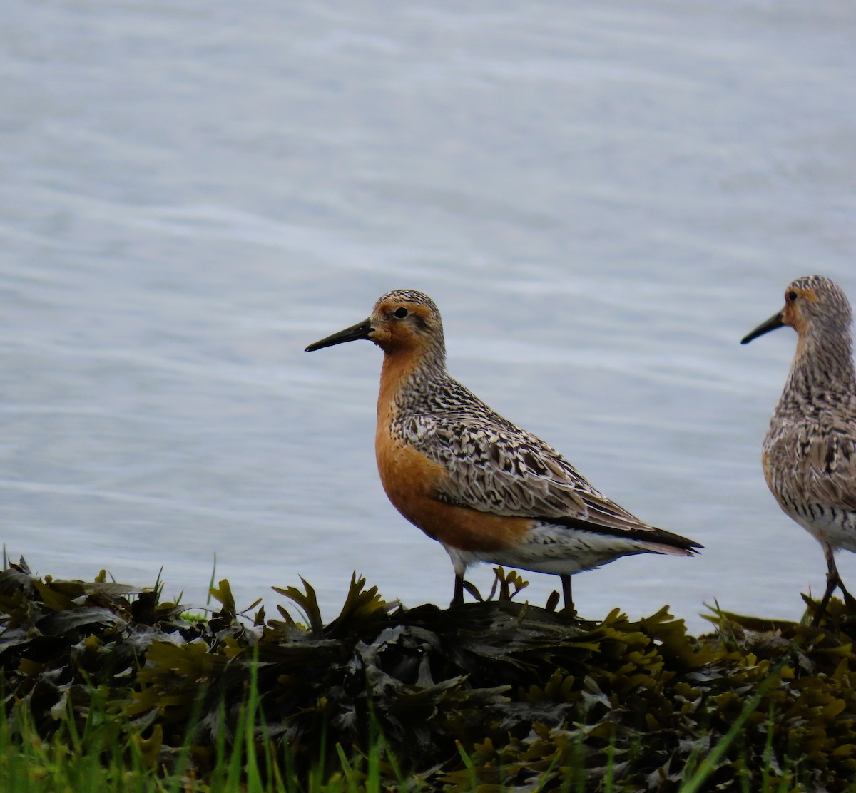 Red Knot - ML619353411