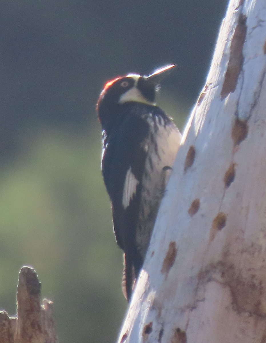 Acorn Woodpecker - ML619353470