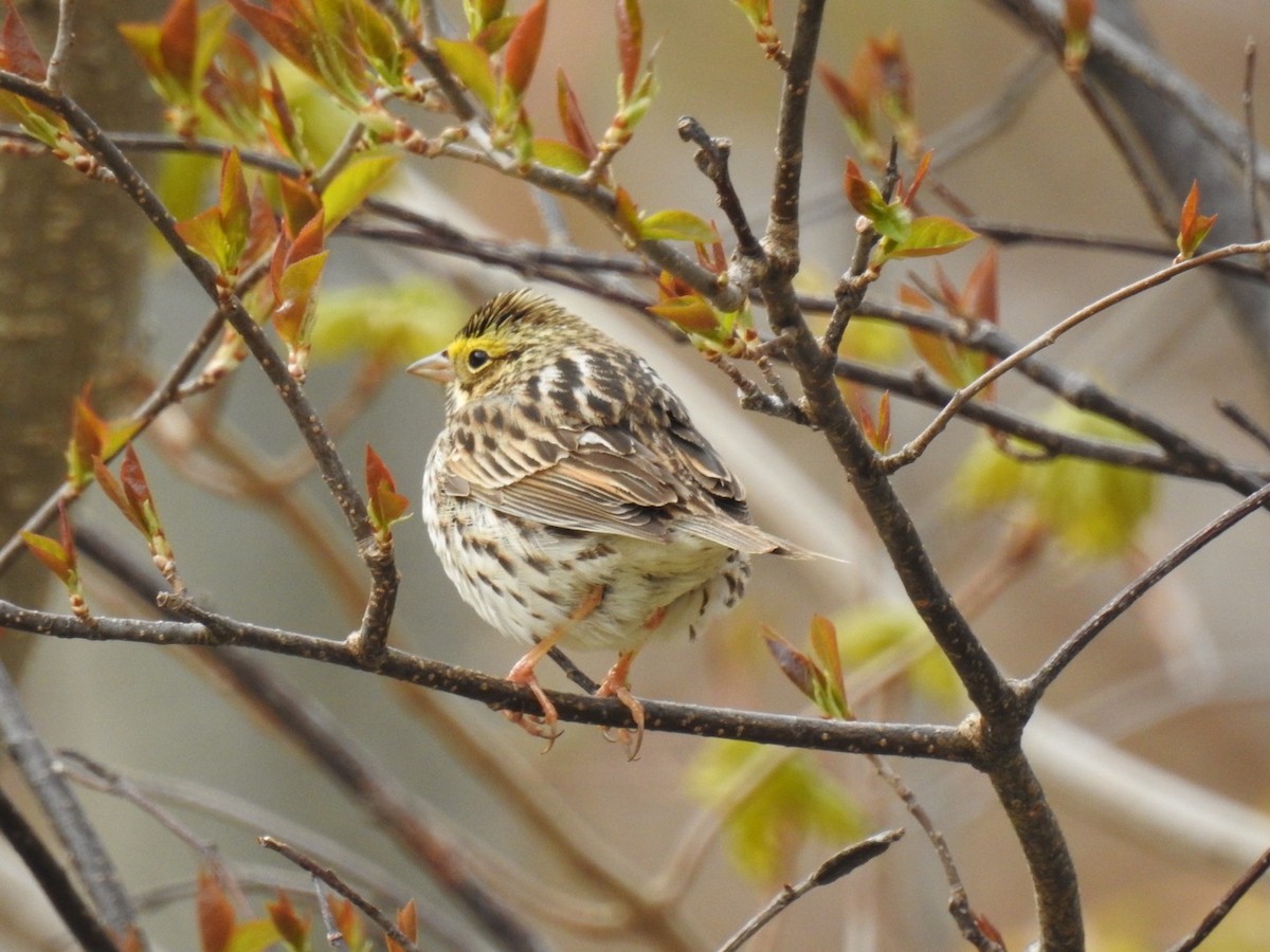 Savannah Sparrow - ML619353476