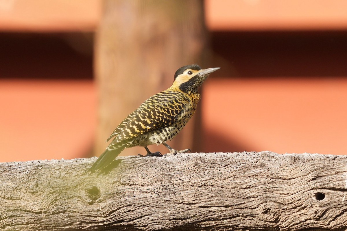 Green-barred Woodpecker - ML619353511