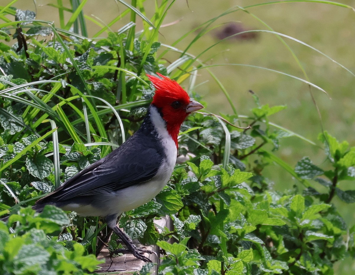 Red-crested Cardinal - ML619353526