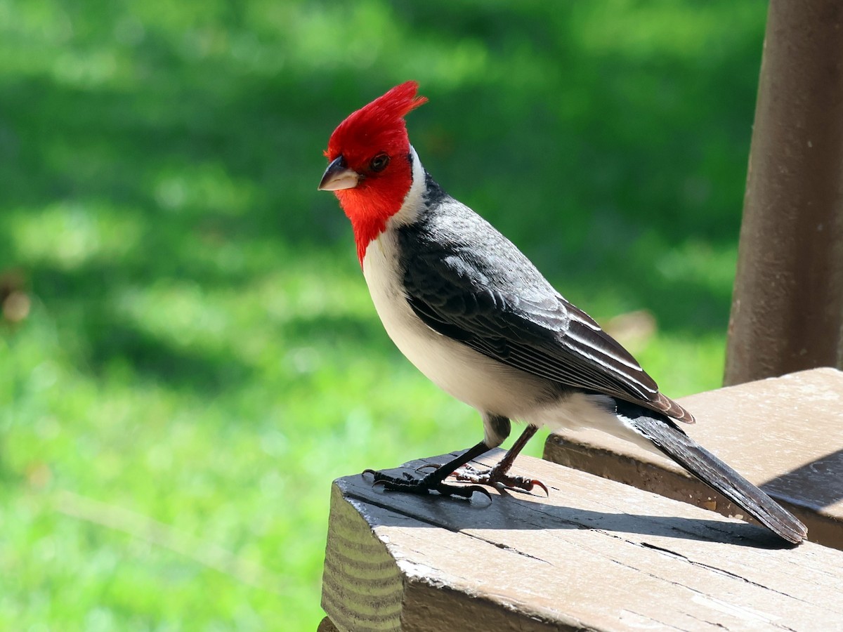 Red-crested Cardinal - ML619353527