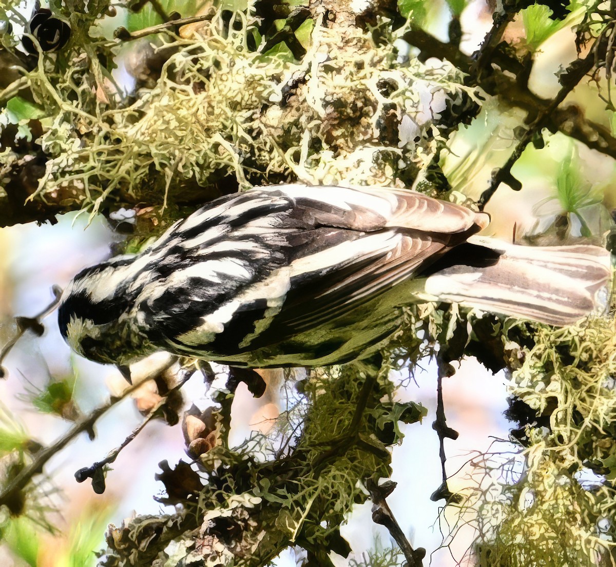 Black-and-white Warbler - ML619353531
