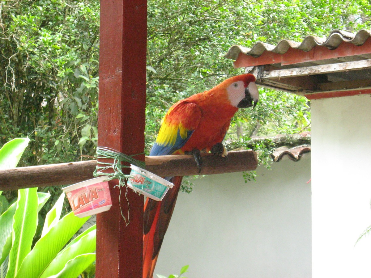 Scarlet Macaw - ML619353572
