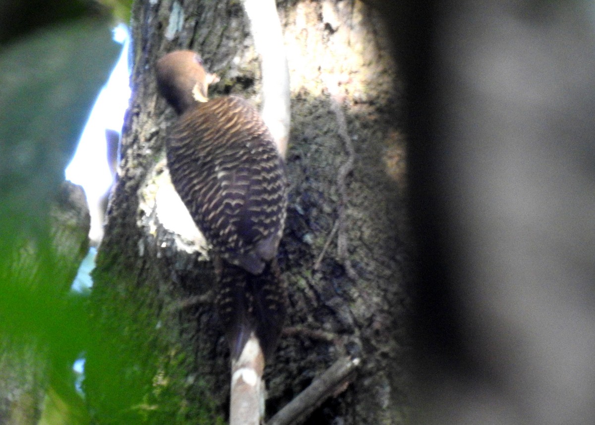 Buff-necked Woodpecker - ML619353620