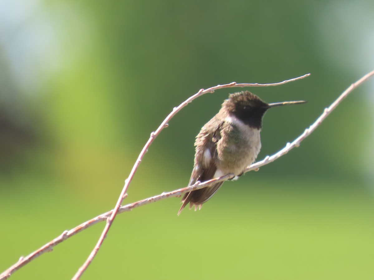 Black-chinned Hummingbird - ML619353630