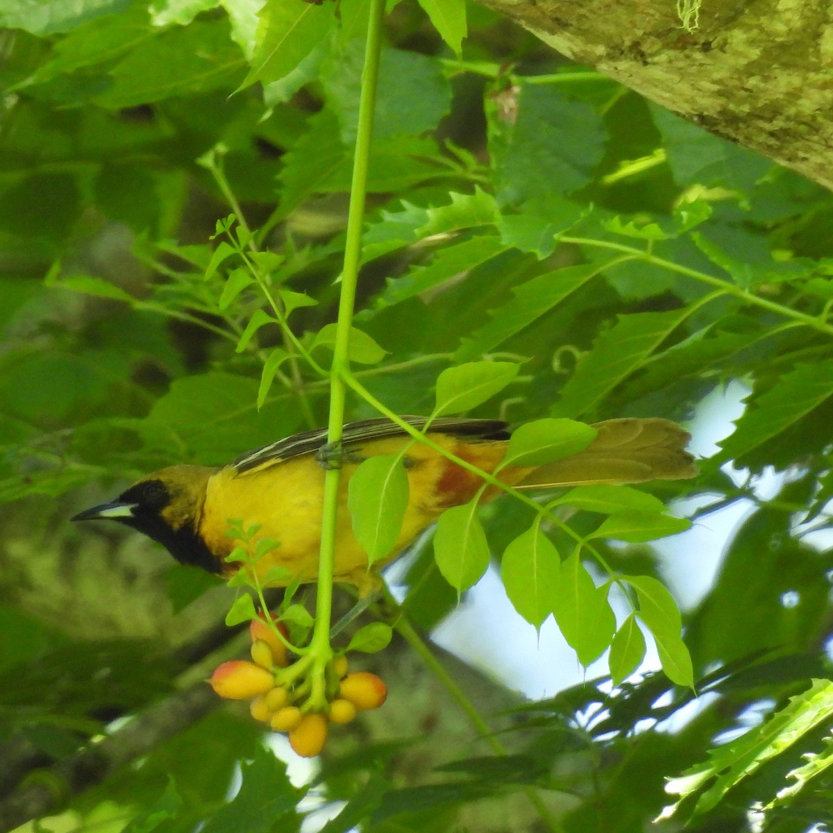 Orchard Oriole - ML619353649
