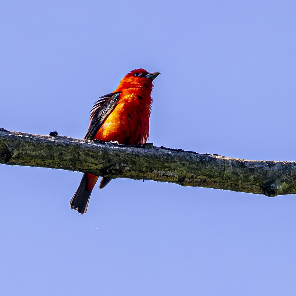 Scarlet Tanager - ML619353650