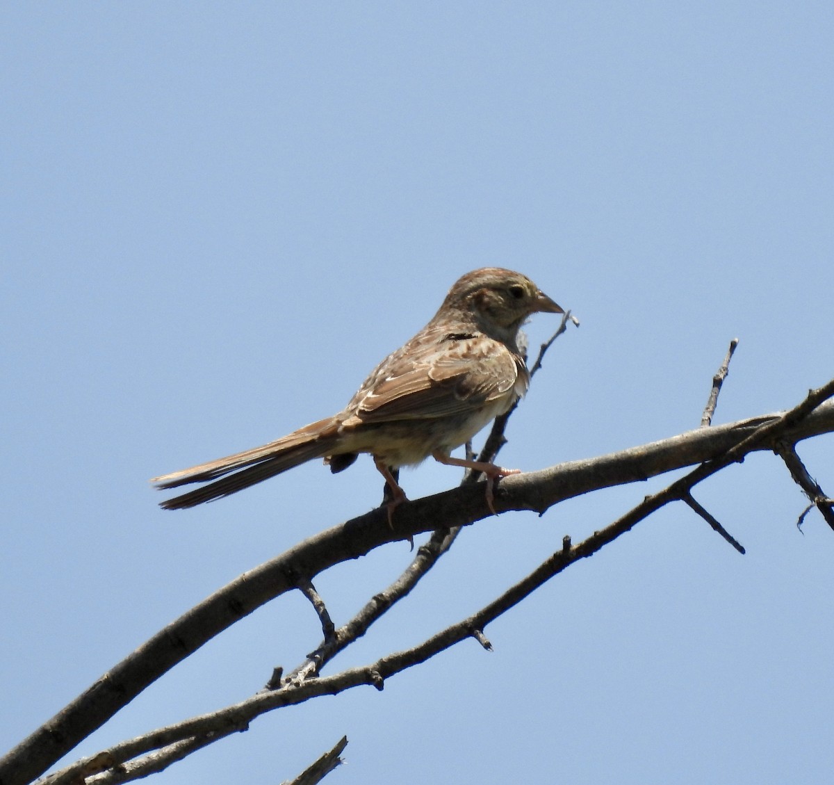 Cassin's Sparrow - ML619353657