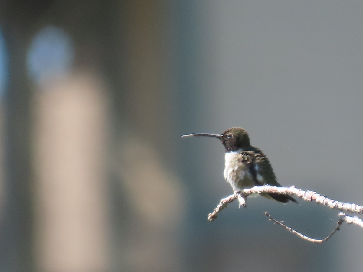 Black-chinned Hummingbird - ML619353671