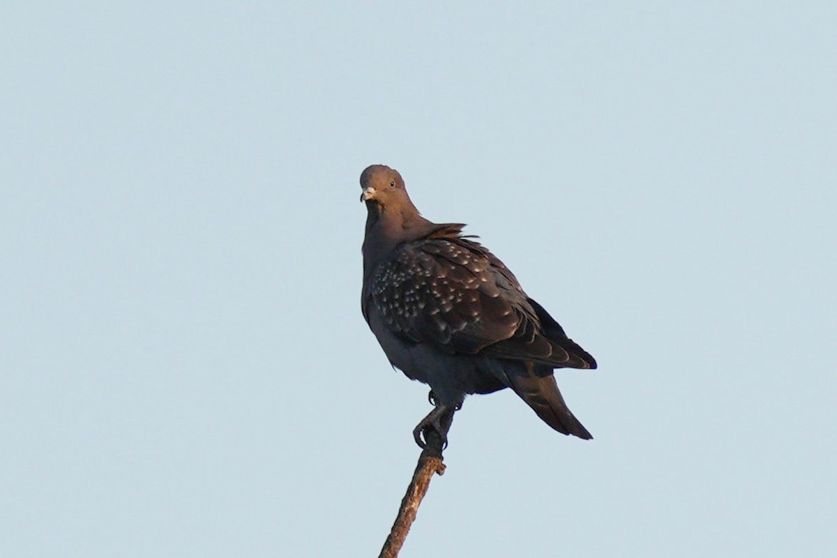 Spot-winged Pigeon - ML619353685