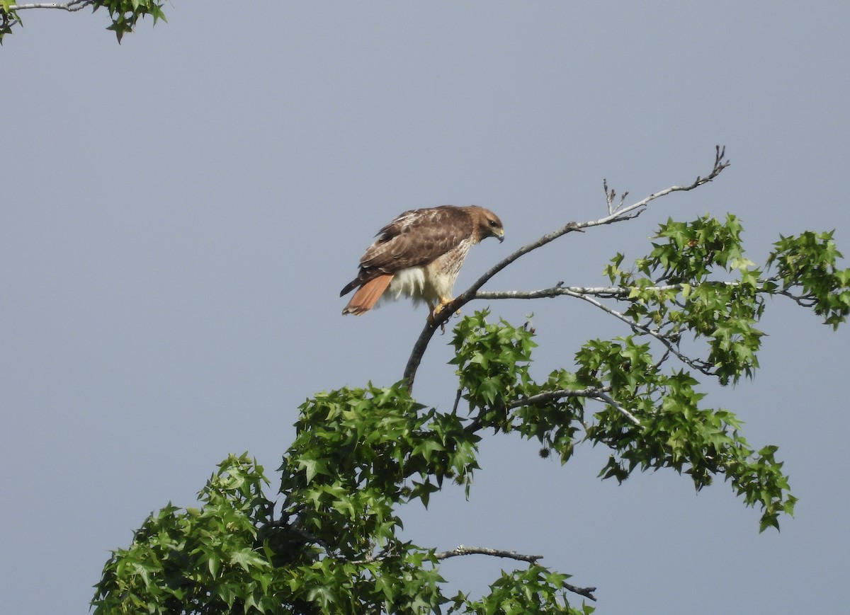 Red-tailed Hawk - ML619353686