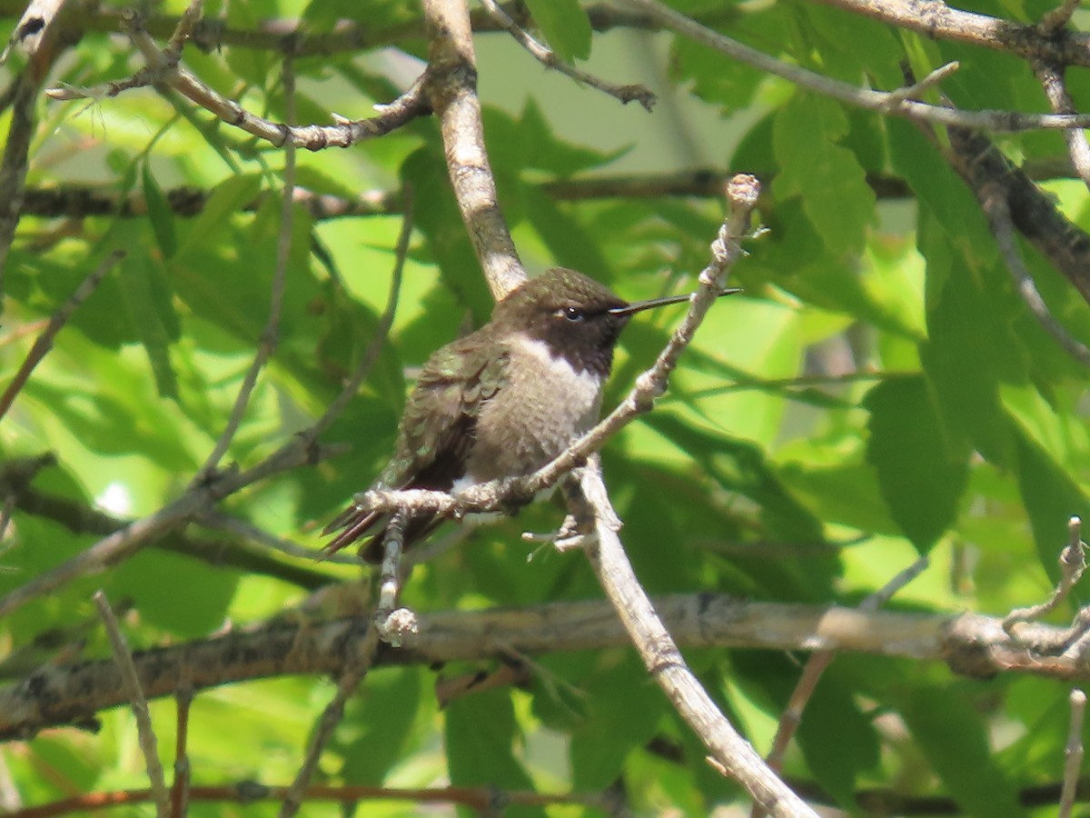 Black-chinned Hummingbird - ML619353690