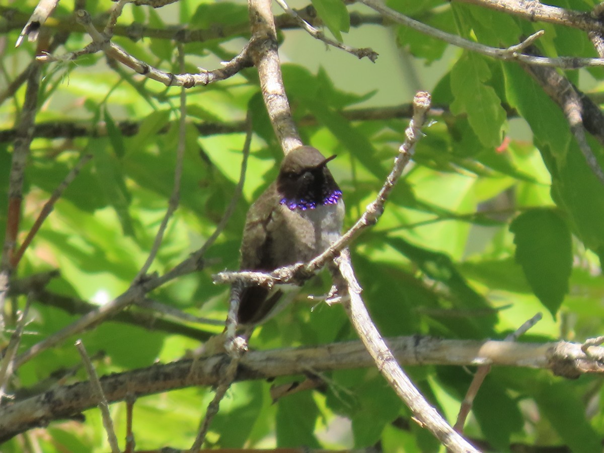 Black-chinned Hummingbird - ML619353703