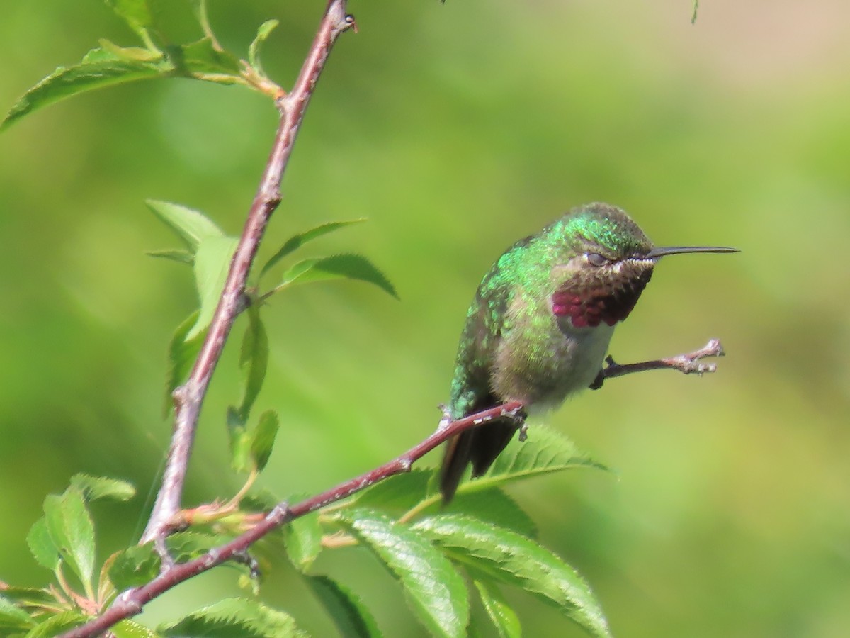 Broad-tailed Hummingbird - ML619353741