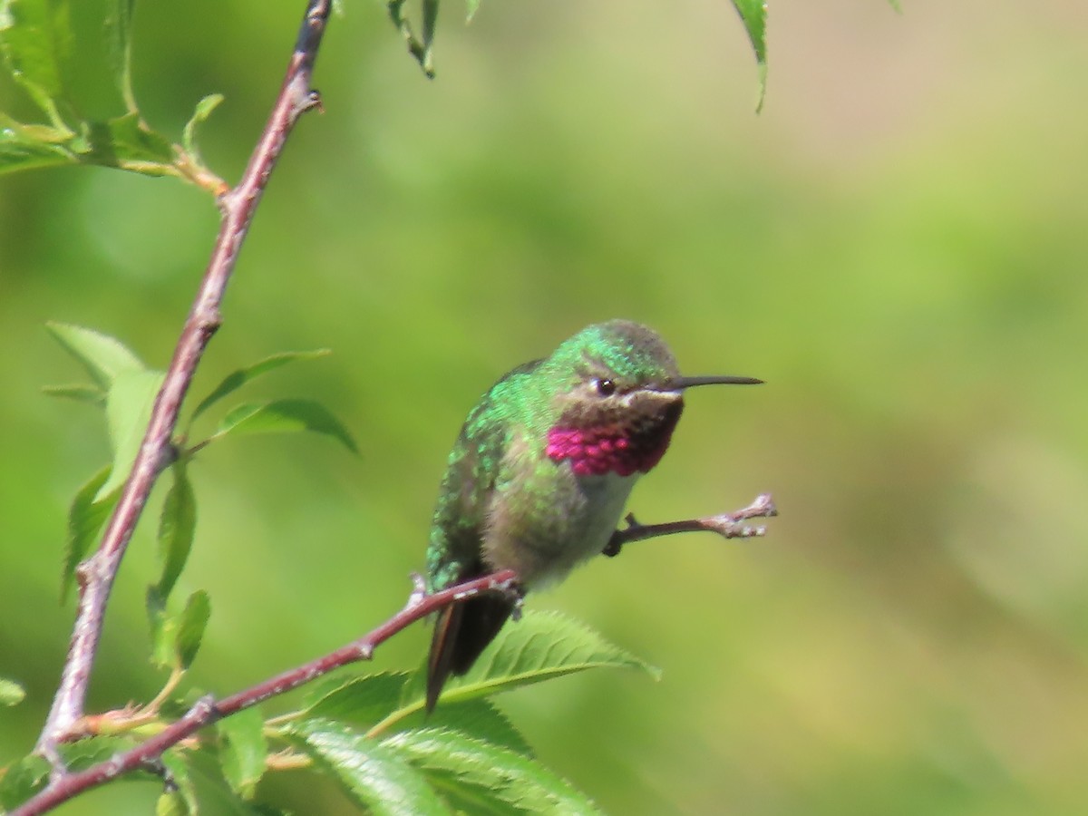 Broad-tailed Hummingbird - ML619353751