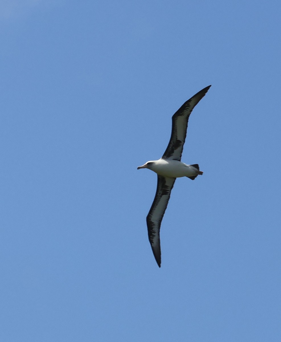 albatros laysanský - ML619353793