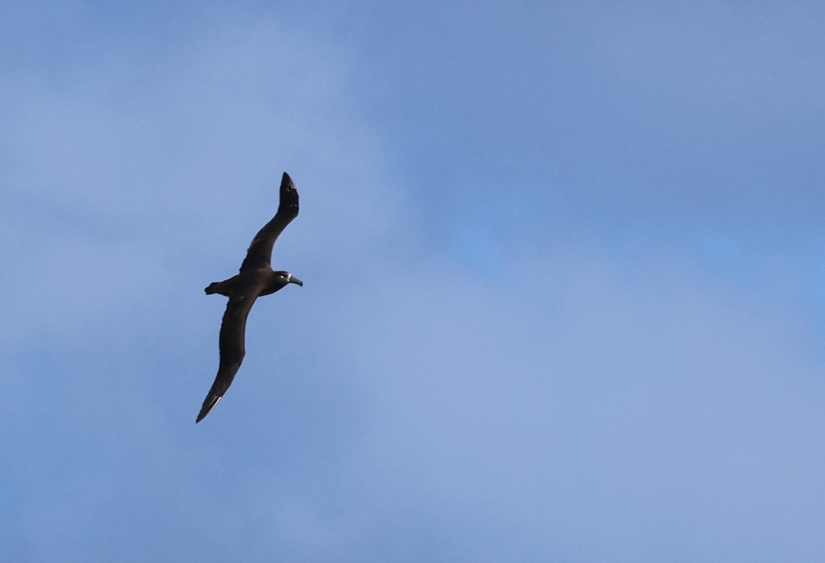 Albatros à pieds noirs - ML619353813