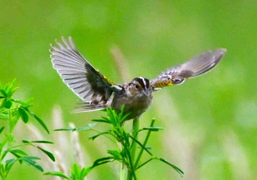 Grasshopper Sparrow - ML619353820