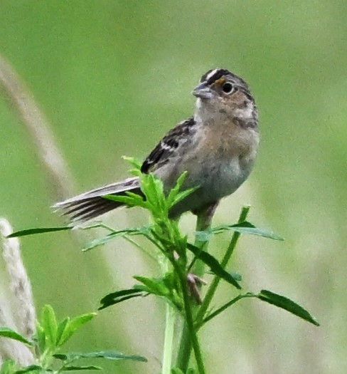 Grasshopper Sparrow - ML619353823