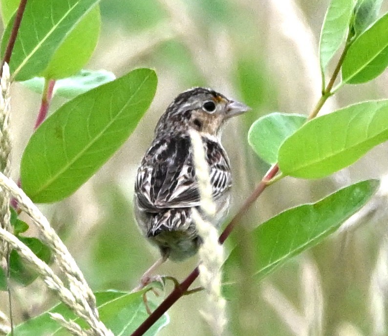 Grasshopper Sparrow - ML619353825