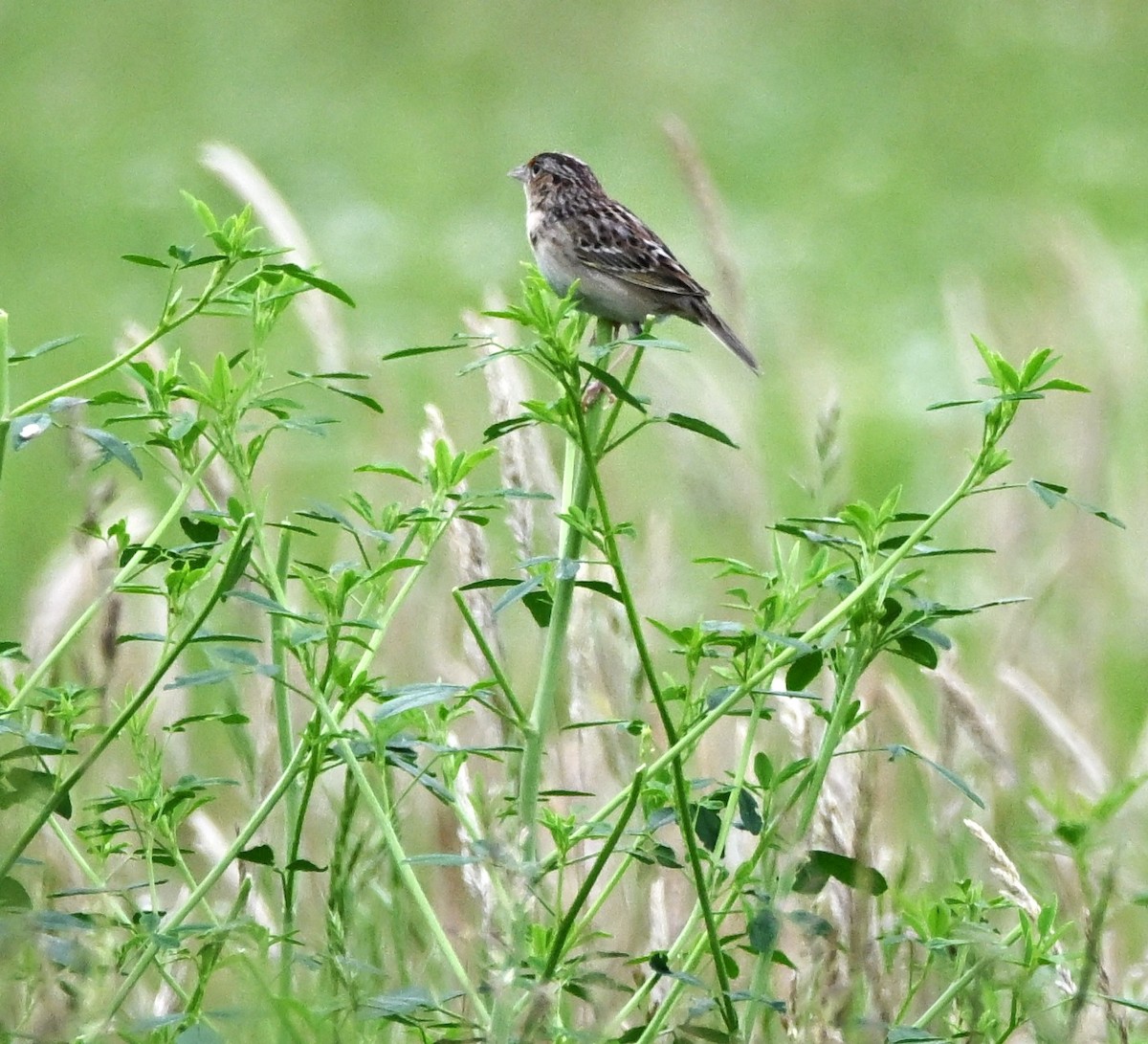 Grasshopper Sparrow - ML619353826