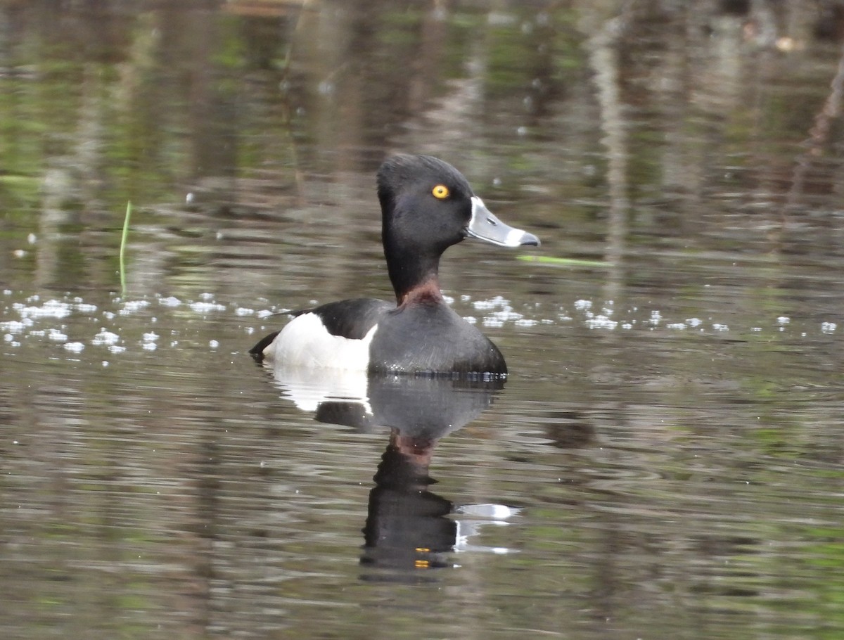Ring-necked Duck - ML619353829