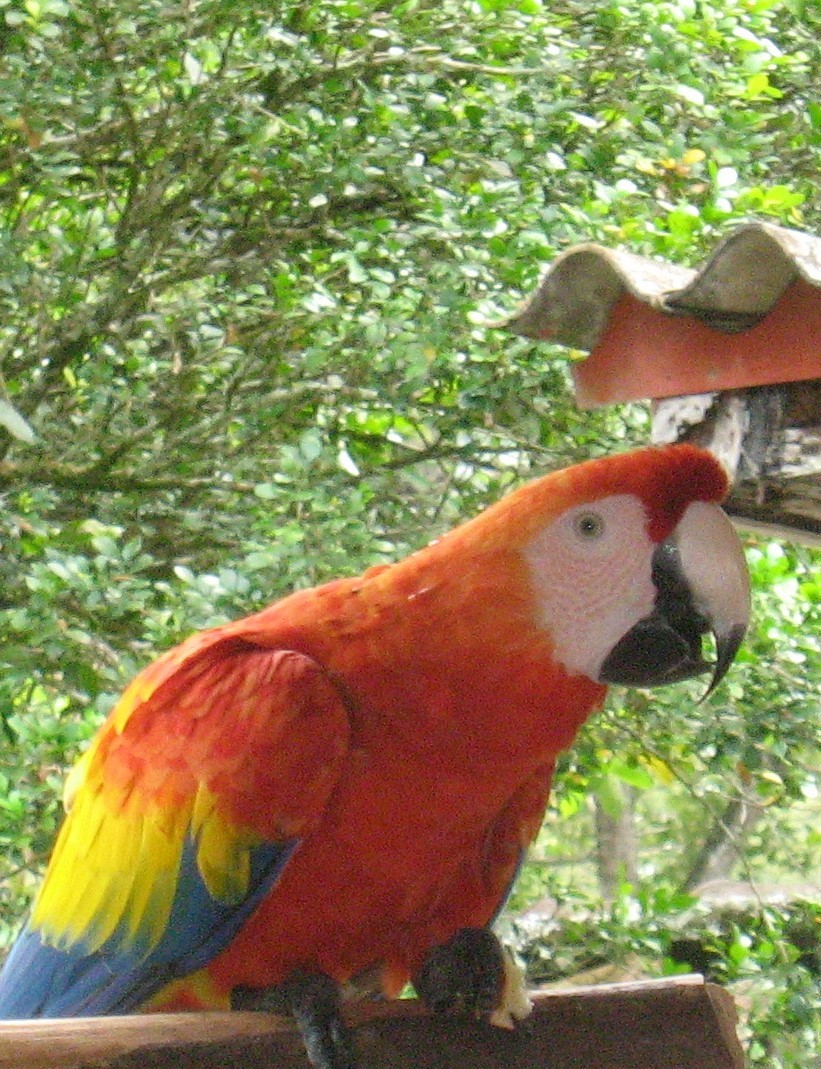 Scarlet Macaw - ML619353835