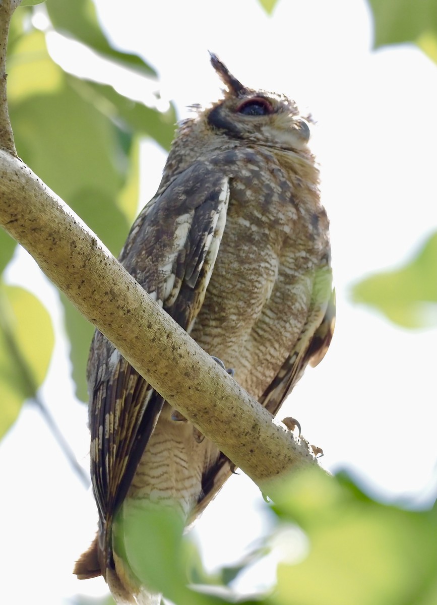 Grayish Eagle-Owl - ML619353845