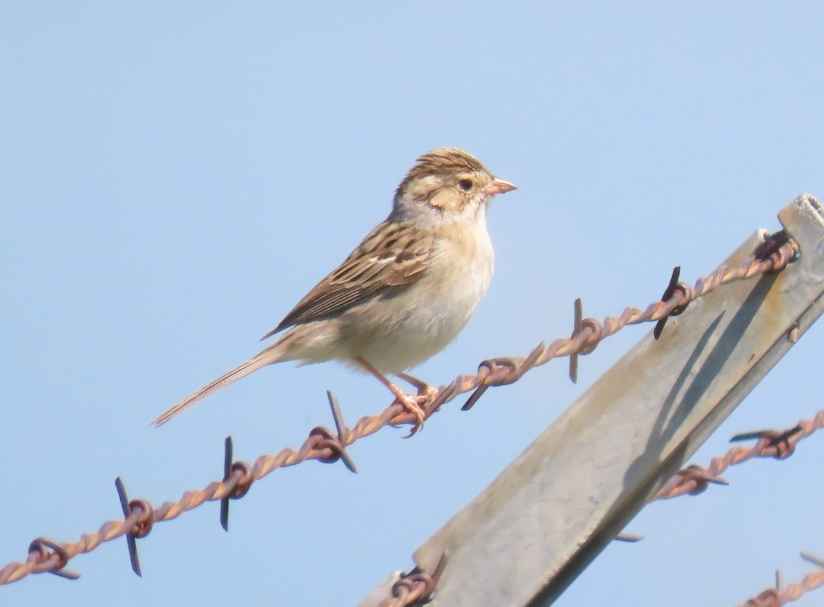 Clay-colored Sparrow - ML619353851