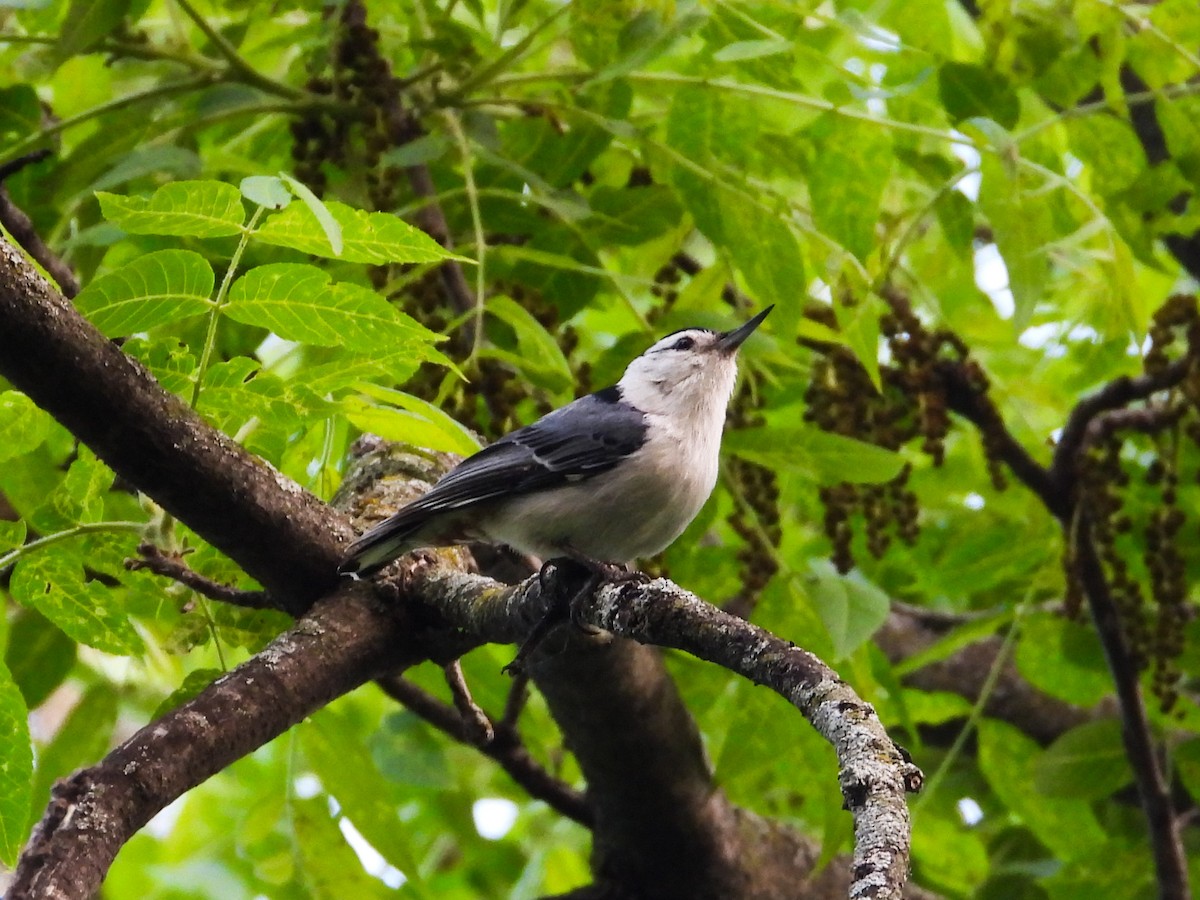White-breasted Nuthatch - ML619353857