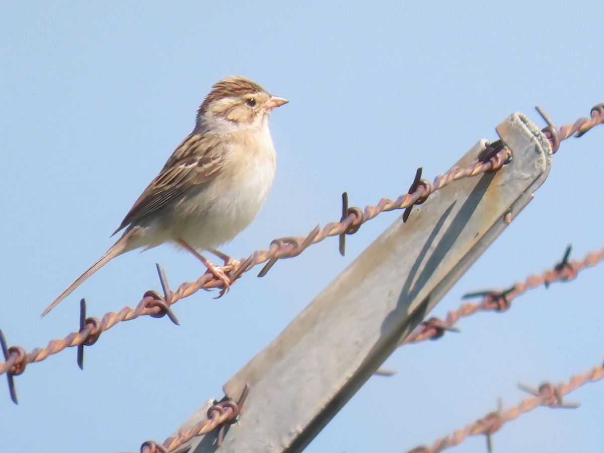 Clay-colored Sparrow - ML619353876